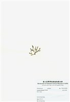 藏品(岡村凹頂藻)的圖片